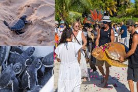Tulum, líder mundial en anidación de tortuga caguama
