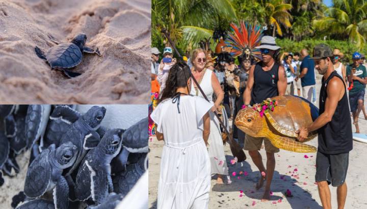 Tulum, líder mundial en anidación de tortuga caguama