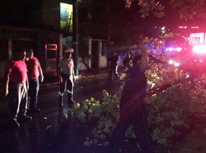 Arboles caidos-earl2