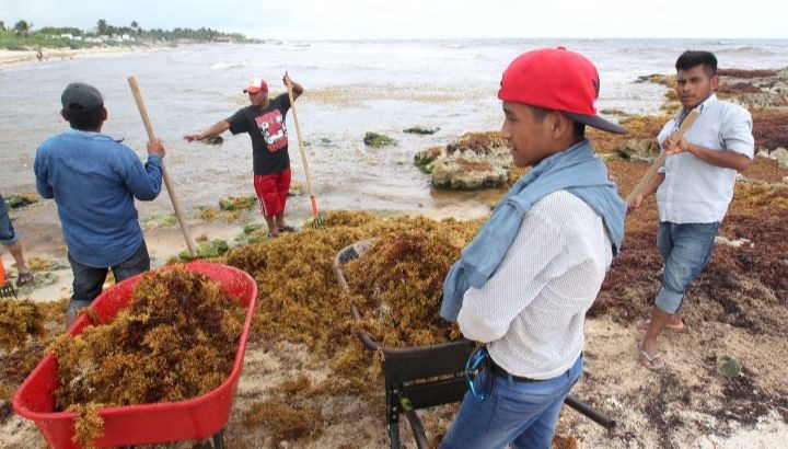 Instalan las primeras vallas antisargazo en costas de QRoo