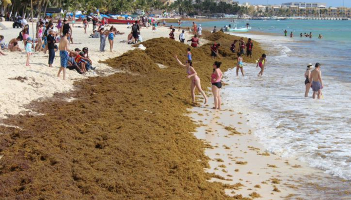Invertirán 46 millones para investigar sargazo