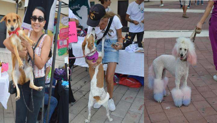 Éxito rotundo en el segundo “Dog Beach Festival” en Playa del Carmen